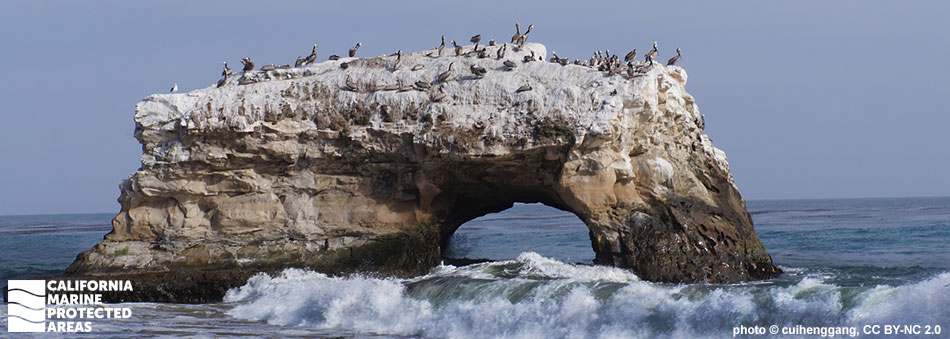 a few dozen pelicans sit on a rock arch, the arch is dark brown where waves crash, getting lighter in color the further up you go until the very top is a stunning white